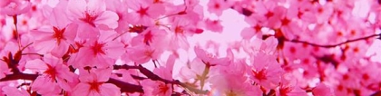 旺姻缘：什幺植物招桃花容易